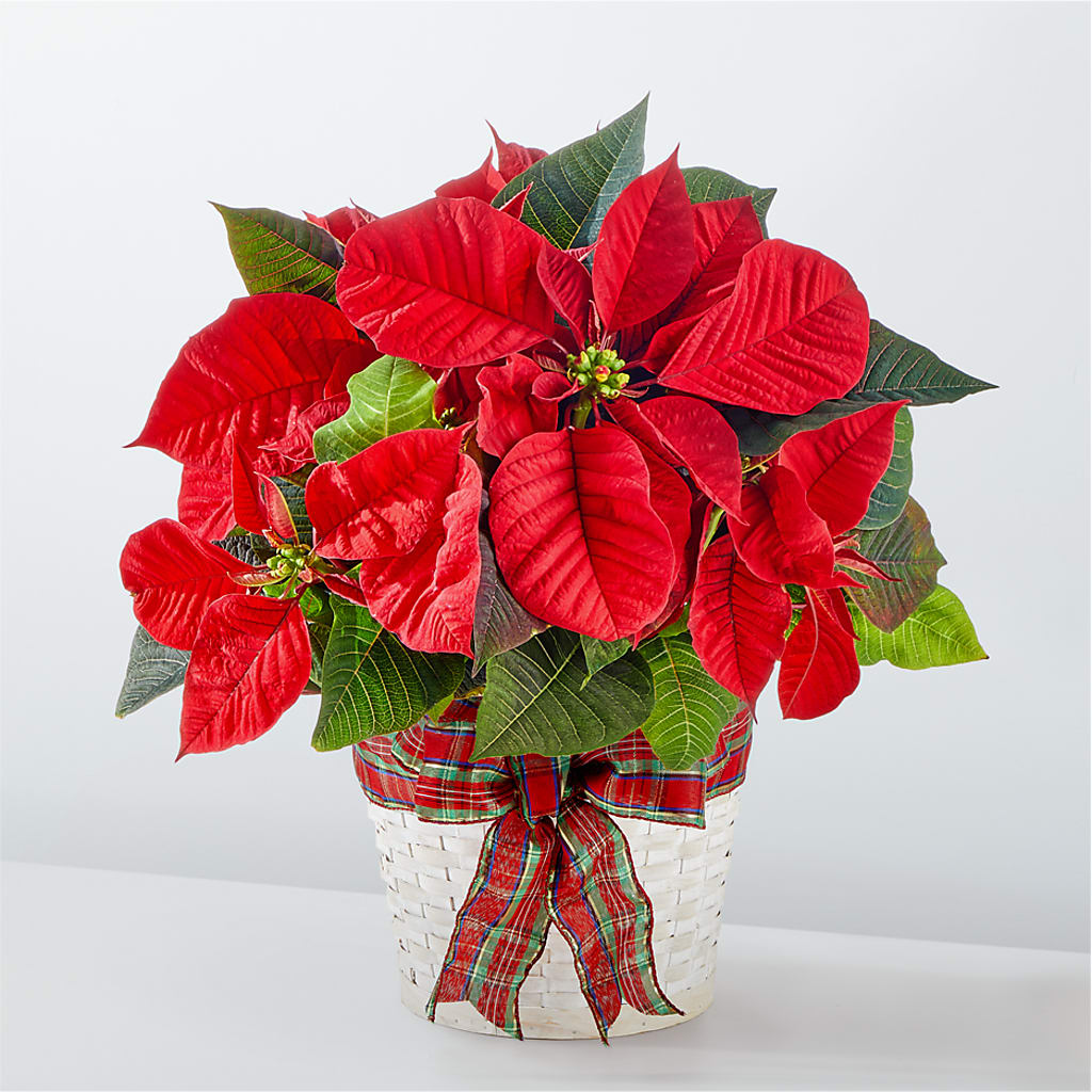 Happiest Holidays Poinsettia – Gibsonia Flowers, Lakeland FL