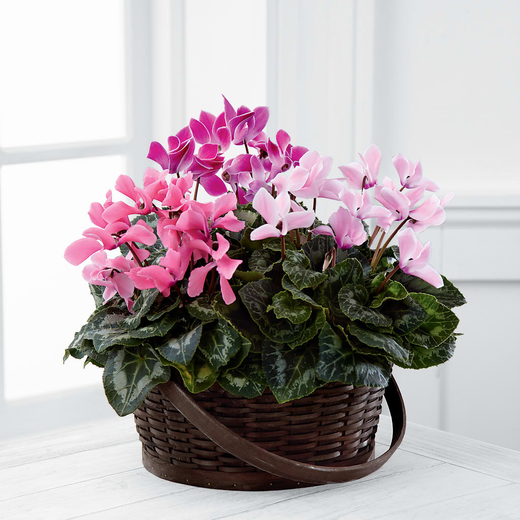 Mixed Cyclamen Planter – Gibsonia Flowers, Lakeland FL