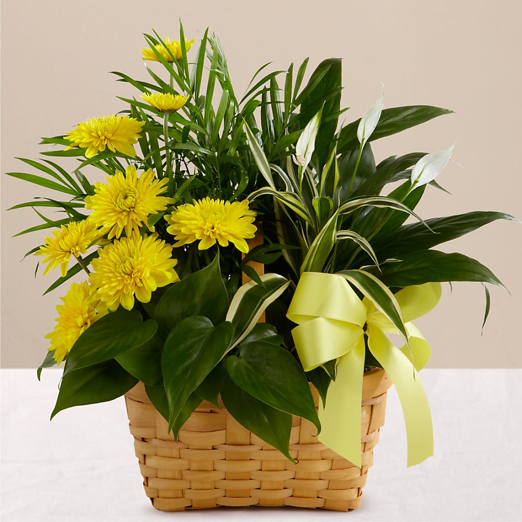 Loving Light Dishgarden – Gibsonia Flowers, Lakeland FL
