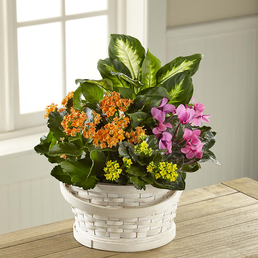 Color Crush Dishgarden – Gibsonia Flowers, Lakeland FL