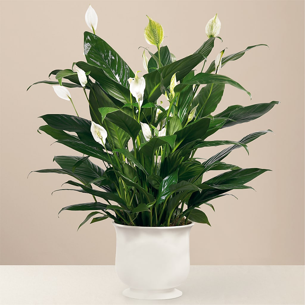 Comfort Planter – Gibsonia Flowers, Lakeland FL