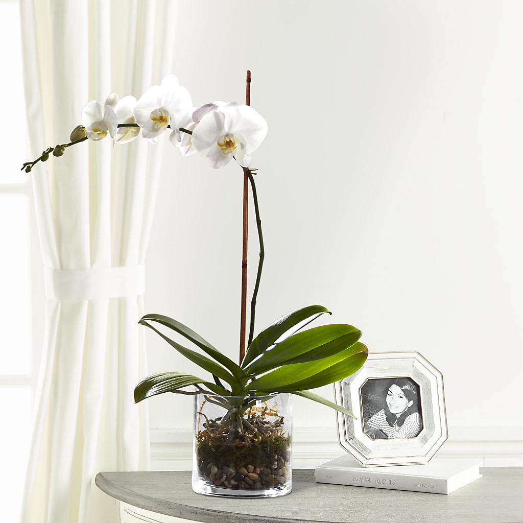 White Orchid Planter – Gibsonia Flowers, Lakeland FL