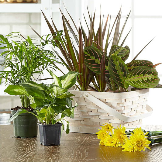Florist Designed Blooming and Green Plants in a Basket –  Gibsonia Flowers, Lakeland FL