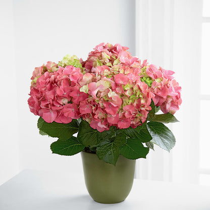 Pink Hydrangea Planter –  Gibsonia Flowers, Lakeland FL