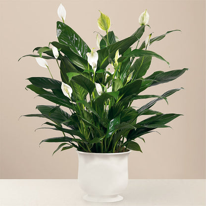 Comfort Planter –  Gibsonia Flowers, Lakeland FL