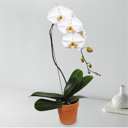 White Cascading Orchid –  Gibsonia Flowers, Lakeland FL